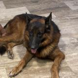 Picture of dog lost at Cheraga