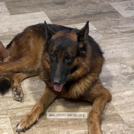 Photo 1/1 Magic Chien lost in Cheraga