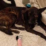 Picture of dog found at Alloue