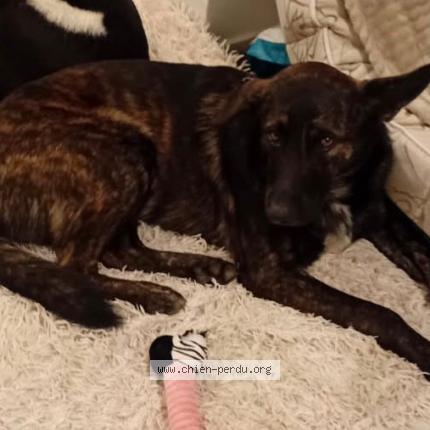 Photo 1/1 Found dog Found in Alloue