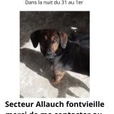 Picture of dog lost at Allauch