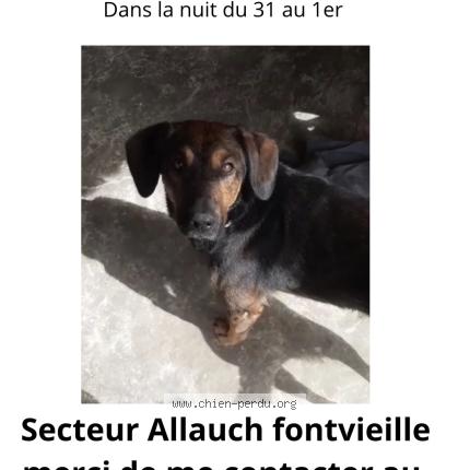 Photo 1/1 Zephyr Chien lost in Allauch