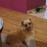 Picture of dog lost at Le Moule