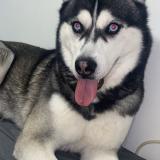 Picture of dog lost at Santeny