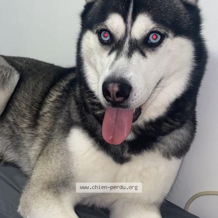 Photo 1/1 Shanna Chien lost in Santeny