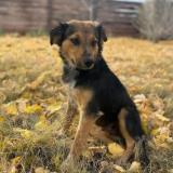 Picture of dog lost at Grand Junction