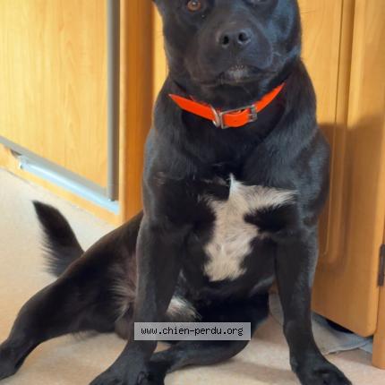 Photo 1/1 Blacky Dog lost in Groslay