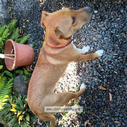 Photo 1/1 Found dog Found in Saint gilles les hauts