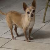 Picture of dog lost at San Antonio