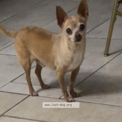 Photo 1/1 puppy Chien lost in San antonio