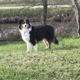 Picture of dog lost at Checy