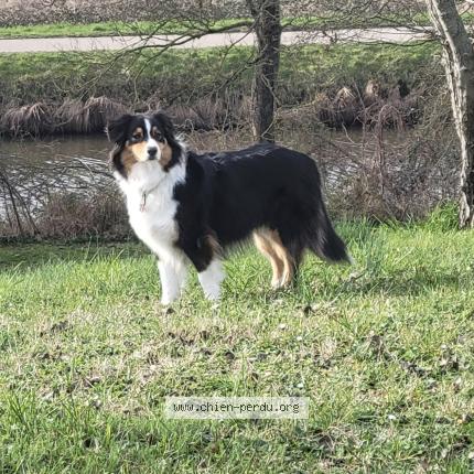 Photo 1/3 cedric bruandet Chien lost in Checy
