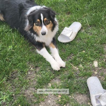 Photo 2/3 cedric bruandet Chien lost in Checy