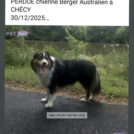 Photo 3/3 cedric bruandet Chien lost in Checy