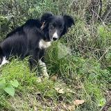 Picture of dog lost at Biguglia