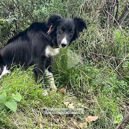 Photo 1/1 Tiarra Chien lost in Biguglia