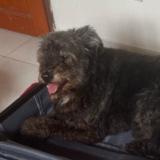 Picture of dog lost at Saint Denis