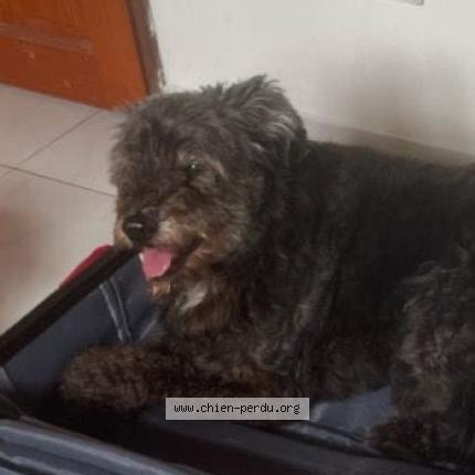 Photo 1/1 Koka Chien lost in Saint denis