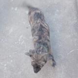 Picture of dog lost at Maldonado Los Colobires