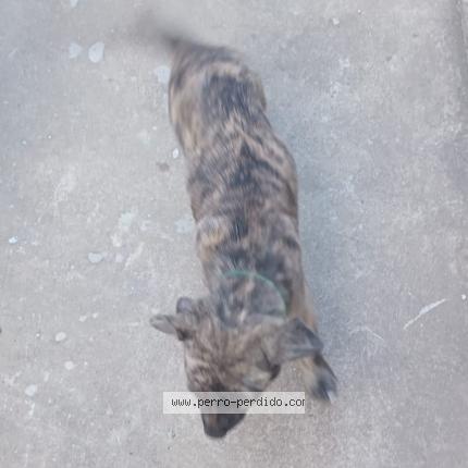 Photo 1/1 Zeus Chien lost in Maldonado los colobires