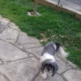 Picture of dog lost at Boe