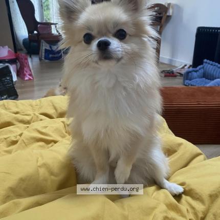 Photo 1/1 Kiwi Chien lost in Alforville