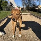 Picture of dog found at Belleville