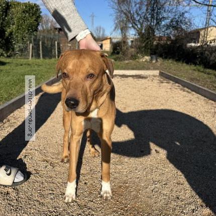 Photo 1/1 Found dog Found in Belleville