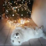 Picture of dog lost at Bouchamps Les Craon