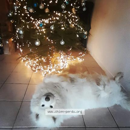 Photo 1/1 Trevor Chien lost in Bouchamps les craon