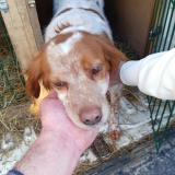 Picture of dog found at Vraiville