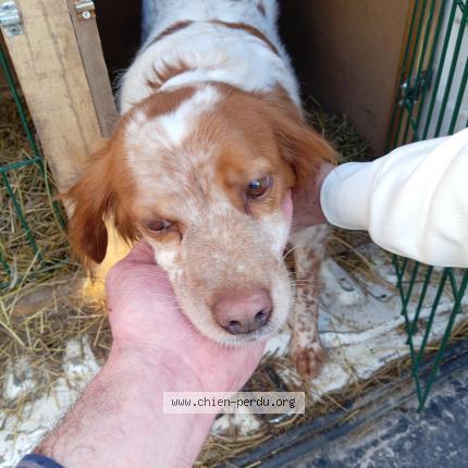 Photo 1/1 Found dog Found in Vraiville