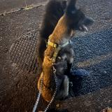 Picture of dog lost at Saint Louis