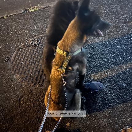 Photo 1/1 Ira Chien lost in Saint louis