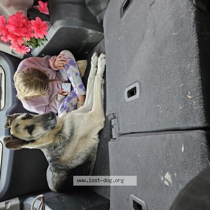 Photo 1/1 Found dog Found in Oklahoma city