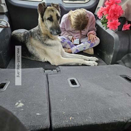 Photo 1/1 Found dog Found in Oklahoma City