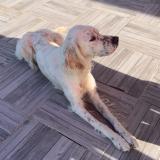 Picture of dog lost at Tessy Bocage