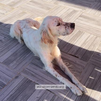 Photo 1/1 Toya Chien lost in Tessy bocage