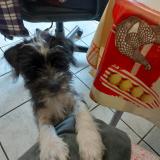 Picture of dog lost at Galgon