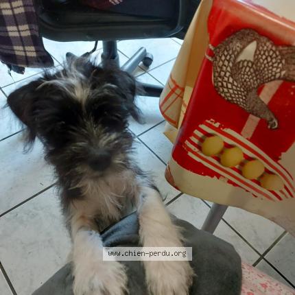 Photo 1/1 Coca Chien lost in Galgon