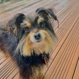 Photo of a dog found in Plaine Des Palmistes