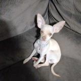 Picture of dog lost at Hato Viejo