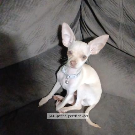 Photo 1/1 Pincky Chien lost in Hato viejo