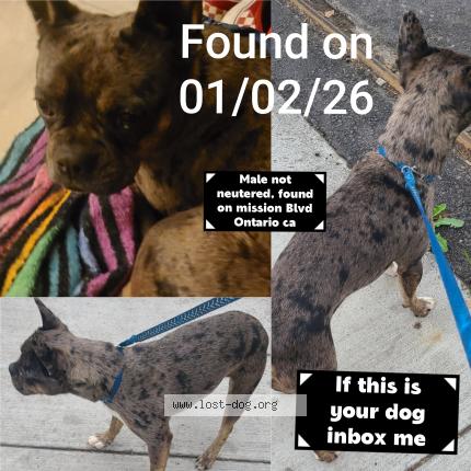 Photo 1/1 Found dog Found in San bernardino