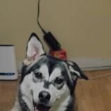 Picture of dog lost at Sudbury