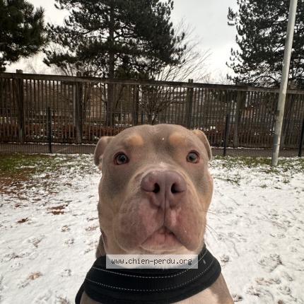 Photo 1/1 Found dog Found in Roubaix