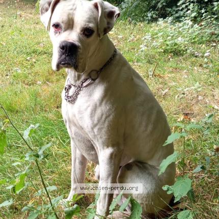 Photo 1/1 Noyau Chien lost in La chapelle neuve