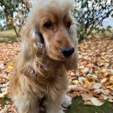 Picture of dog lost at Nozay