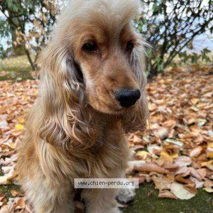 Photo 1/1 Ulysse Chien lost in Nozay