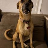 Picture of dog lost at Saint Leu